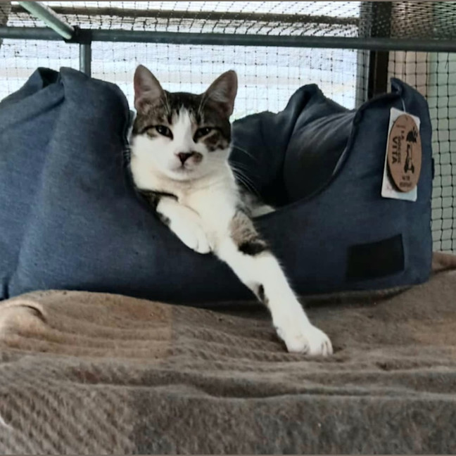 Photo of Lobo (Aka Obie)💗