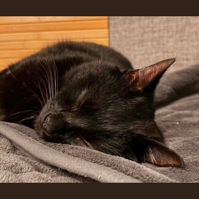 Photo of Toby