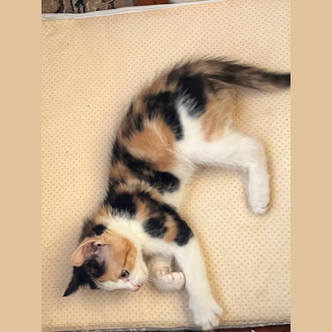 Photo of Ginger And Precious 