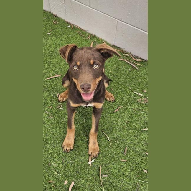 Photo of Brandy