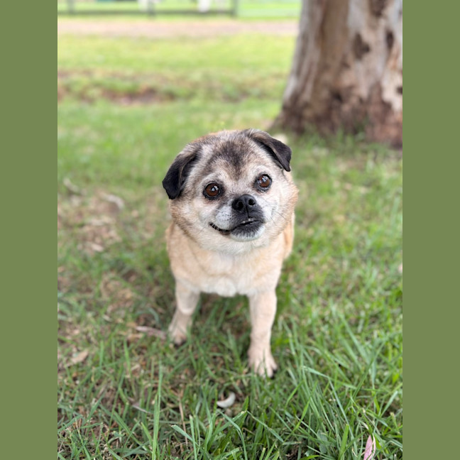 Photo of Bubba