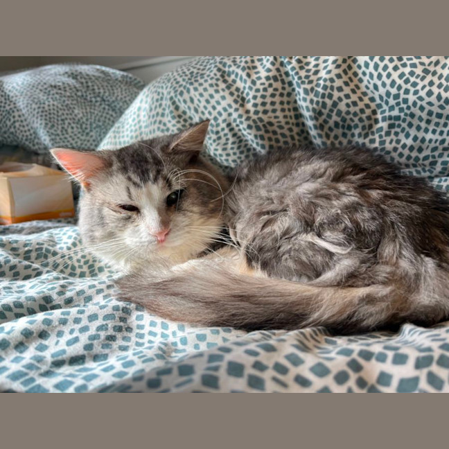 Photo of Harvey * 9 Lives Project Rescue*