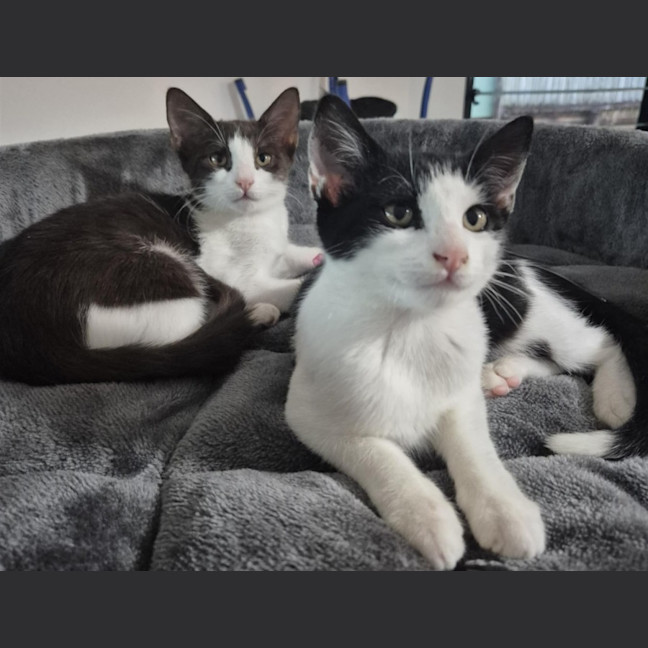 Photo of Coffee & Cookie