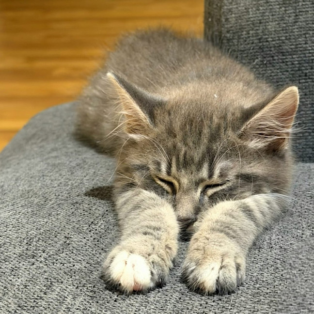 Photo of Ziggy