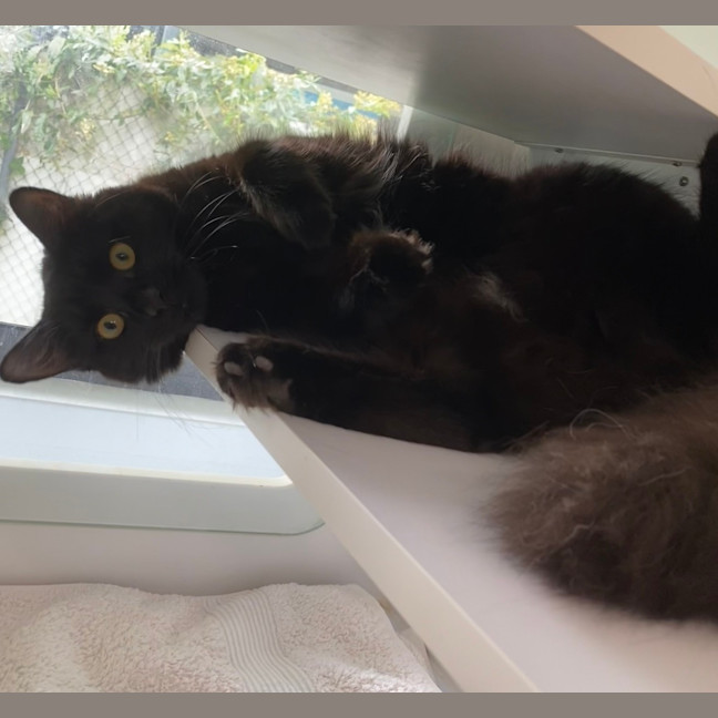 Photo of Sooty