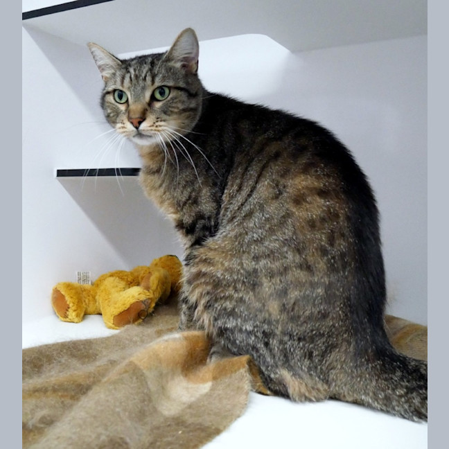 Photo of Reggie Sua015204