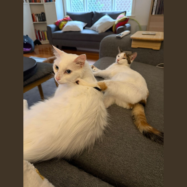 Photo of Smudge