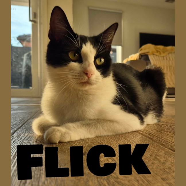 Photo of Flick 