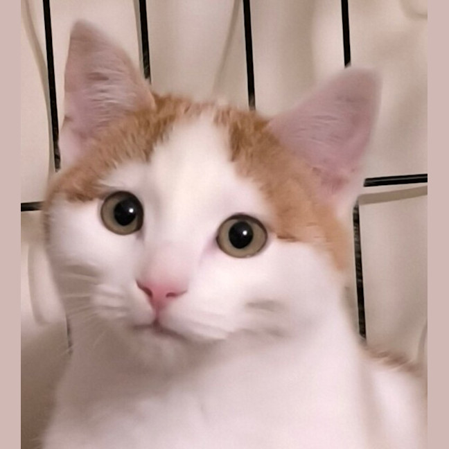 Photo of Bailey