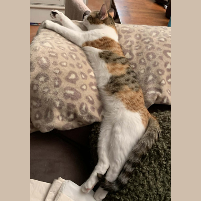 Photo of Dottie