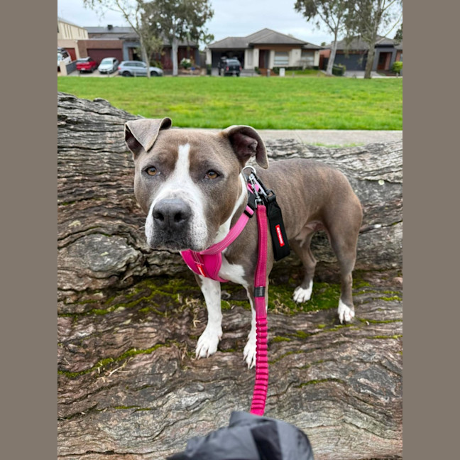 Photo of Tilly "Foster To Adopt"