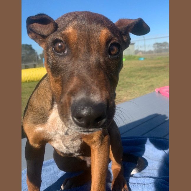 Photo of Rusty