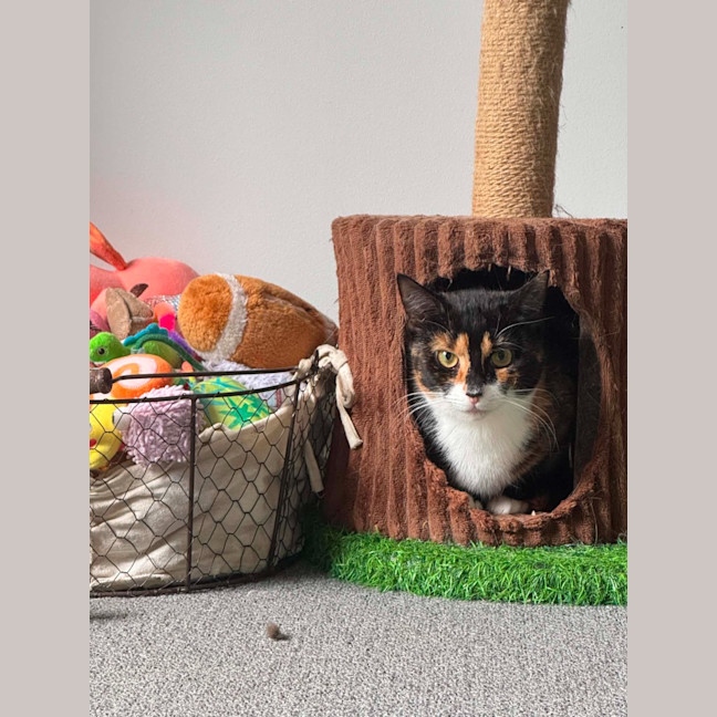 Photo of Smudges