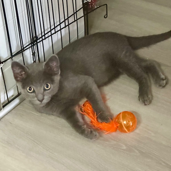 Photo of Kai