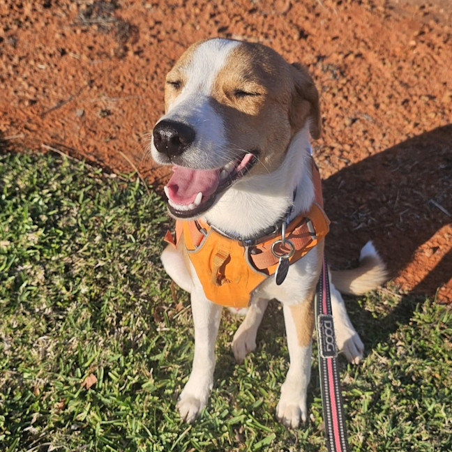 Photo of Harvey