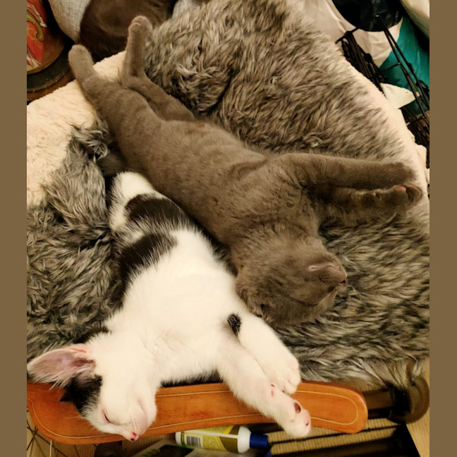 Photo of Shadow And Domino