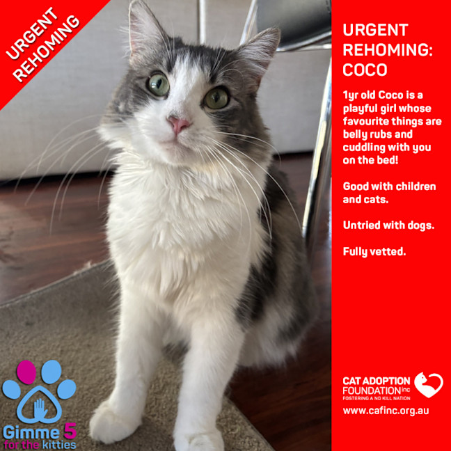 Photo of Coco Private Rehoming No Charge!