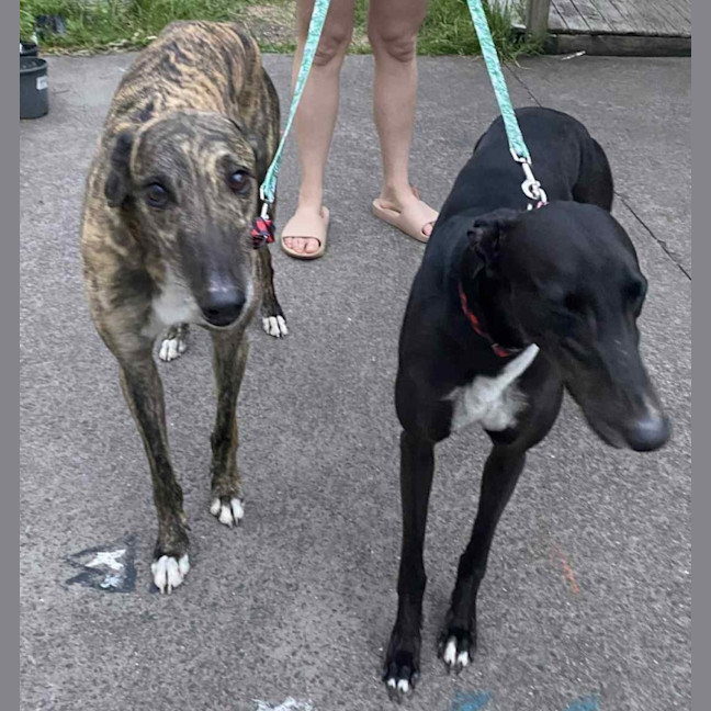 Photo of Roxy (With Rocky)