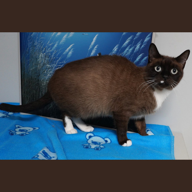 Photo of Cocoa