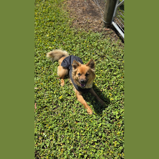Photo of Ace