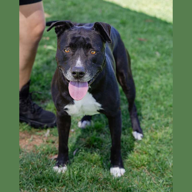 Photo of Koda