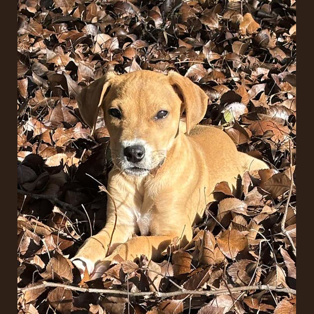 Photo of Bailey