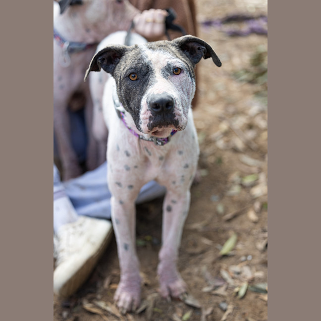 Photo of Prancer
