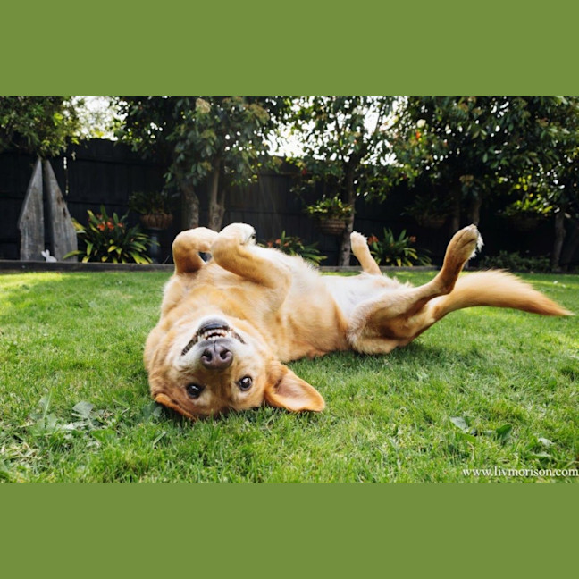 Photo of Teddy Belvedere