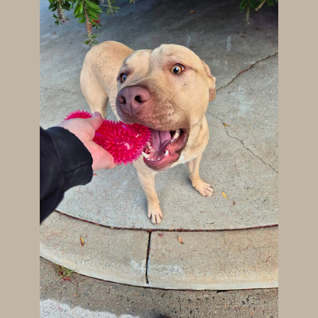 Photo of Dozer! 🐻