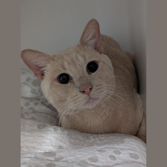 Photo of Ace