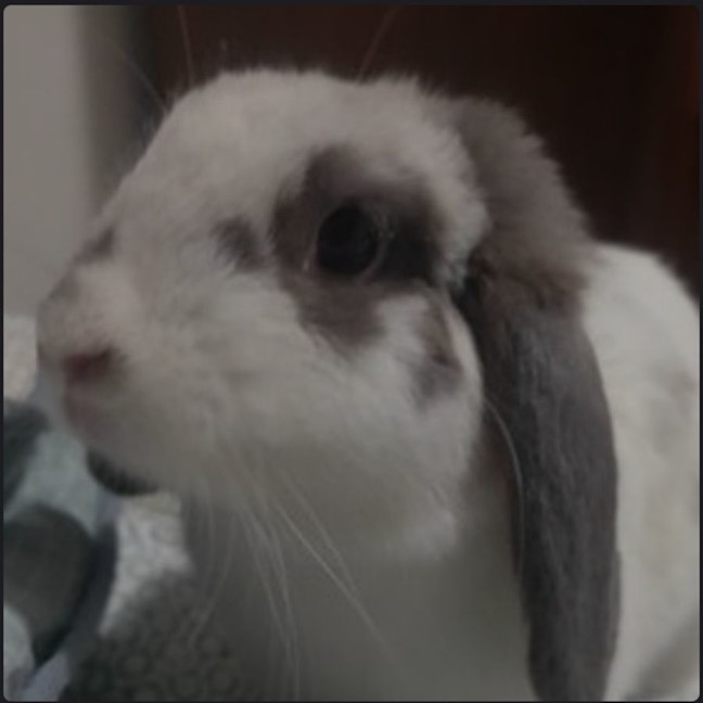 Photo of Cleo With Charlie