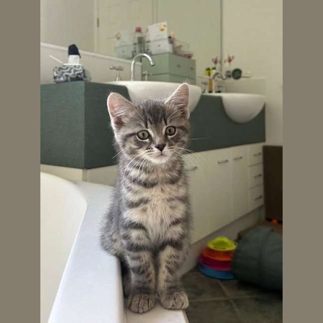Photo of Miso
