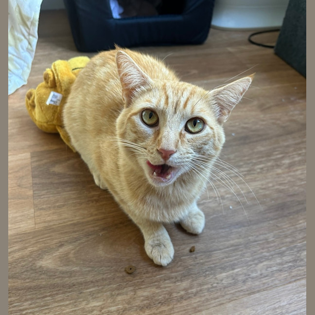 Photo of Charlie 🧡