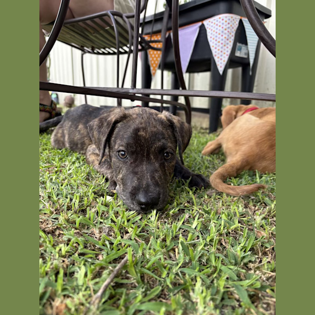 Photo of Rex   8 Week Old Mixed Breed (Trial 13/1/25)