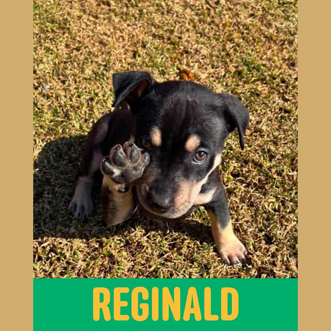 Photo of Reginald