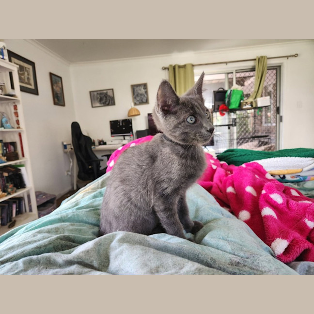 Photo of Platinum