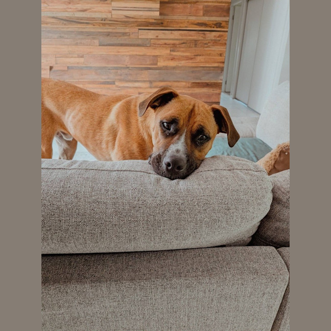 Photo of Broli *$350 Adoption Fee* 