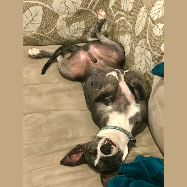 Photo of Huxley