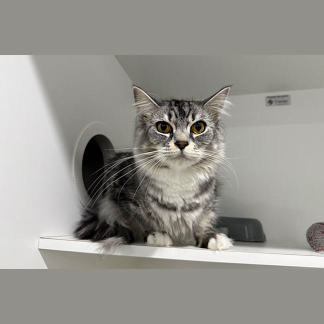Photo of Tango