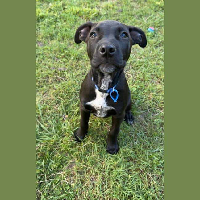 Photo of Coal