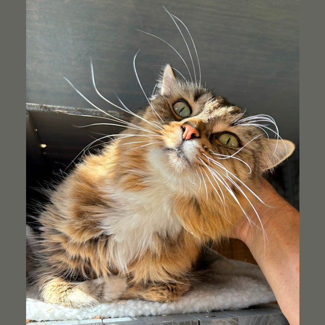 Photo of Hunter