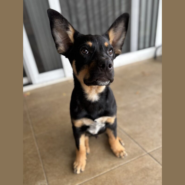 Photo of Hooch