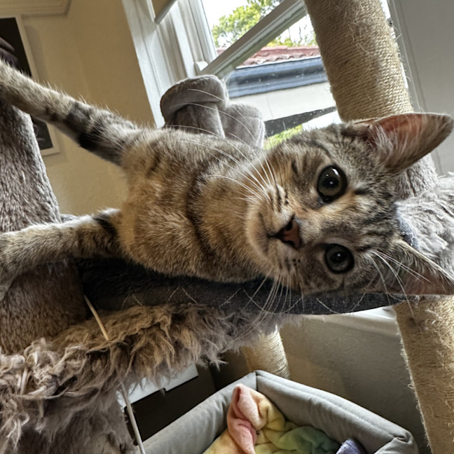 Photo of Twinkle