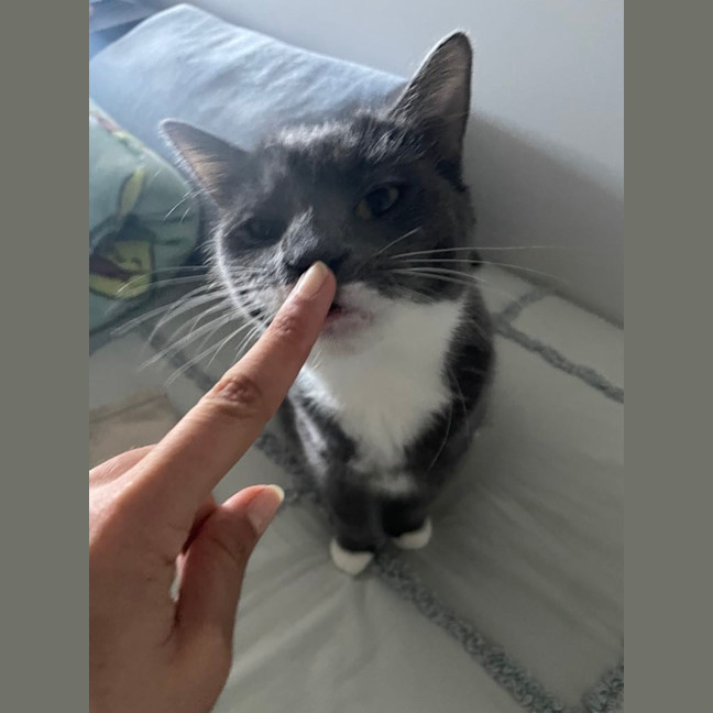 Photo of Flora *9 Lives Project Rescue*