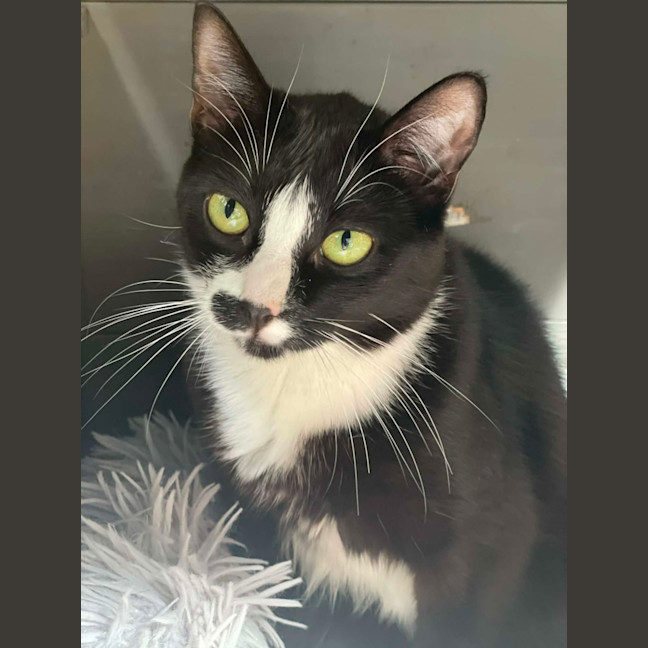 Photo of Johnny Cash**2nd Chance Cat Rescue