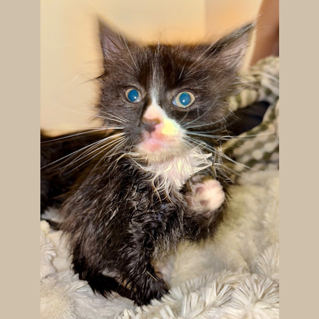 Photo of Fluoxetine Aka Flux