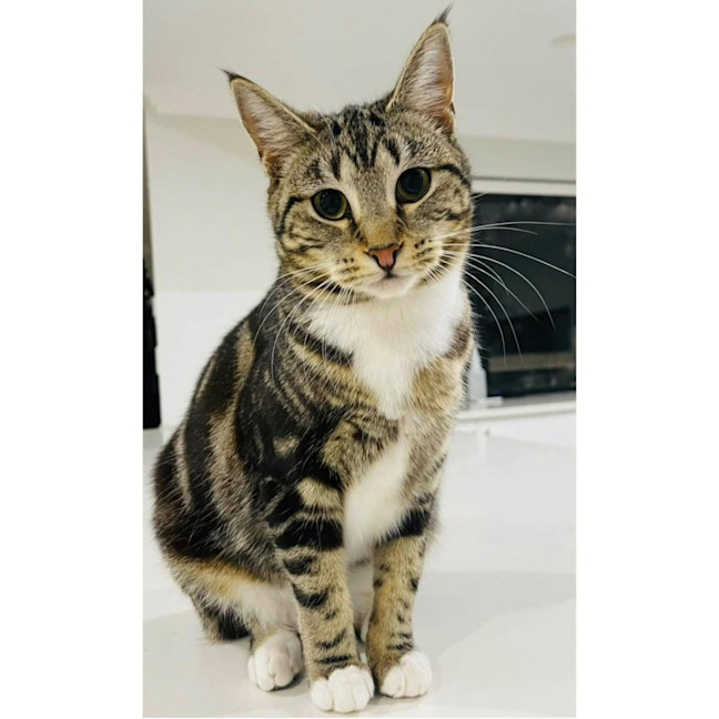 Photo of 10362   Treacle