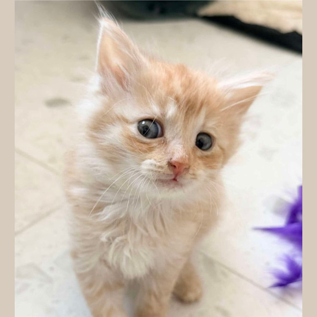 Photo of Bear & Scout 