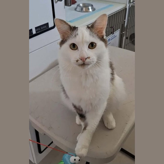 Photo of Muffin