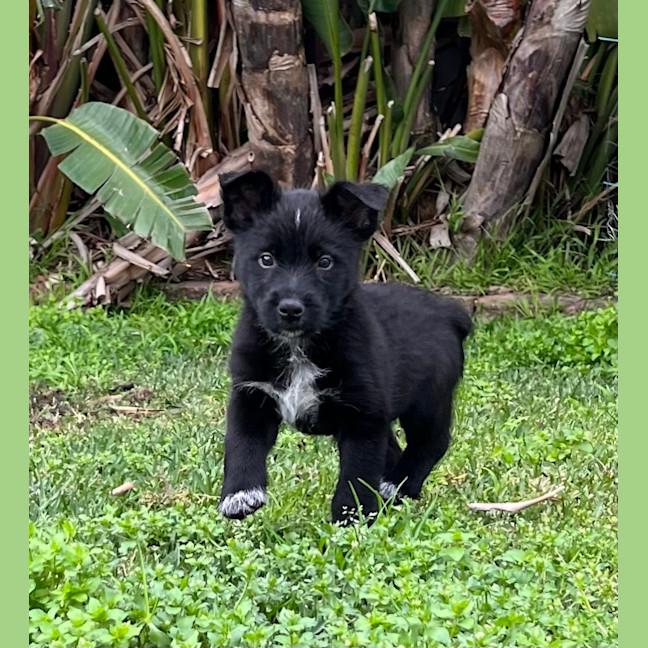Photo of Ziggy   10 Week Old Cattle Dog X Weimaraner